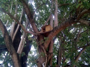 Owl nest box in tree